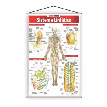 Imagem de Banner Escolar Pedagógico Sistema Linfático Medicina 80X50Cm - Plimsho