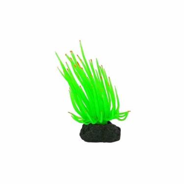 Imagem de Soma Anemona Long Tentacle Verde