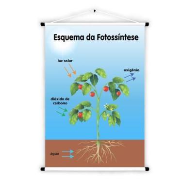 Imagem de Banner de Lona Educativo Esquema da Fotossíntese - 85x60cm - Fabrika d