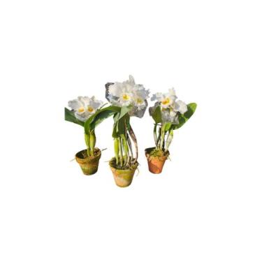 Imagem de Orquídea Catléia branca planta com vaso - Quintal do bonsai 