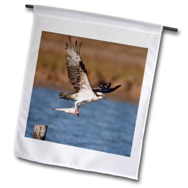 Imagem de 3dRose fl_146653_1 Osprey Bird Osprey Bird Pandion Haliaetus in Flight, Texas, EUA Bandeira de jardim Larry Ditto, 30 x 45 cm