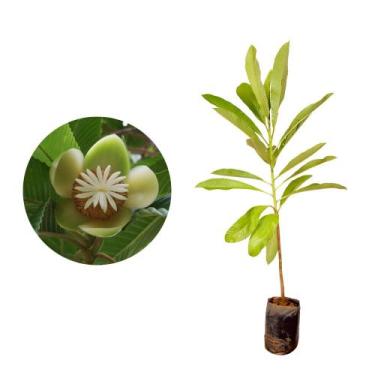 Imagem de Muda de Dilenia 20 a 40cm AMK - Plantas Online - AMK Jardinagem e Pais