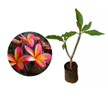 Imagem de Muda de Jasmim Manga 20 a 40cm AMK - Plantas Online - AMK Jardinagem e