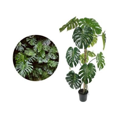Imagem de Muda de Costela De Adão 20 a 40cm AMK - Plantas Online - AMK Jardinage