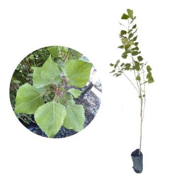 Imagem de Muda de Alamo Populus 50 a 80cm AMK - Plantas Online - AMK Jardinagem 