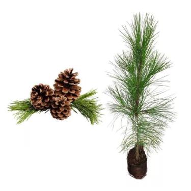 Imagem de Muda de Pinus 20 a 40cm AMK - Plantas Online - AMK Jardinagem e Paisag