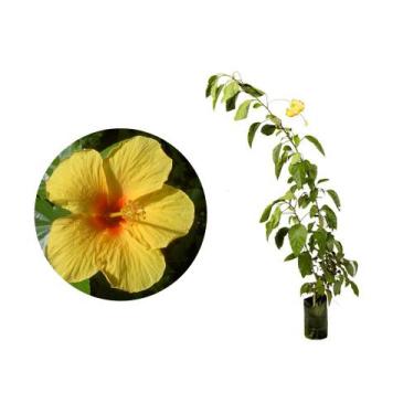 Imagem de Muda de Hibisco Amarelo 20 a 40cm AMK - Plantas Online - AMK Jardinage