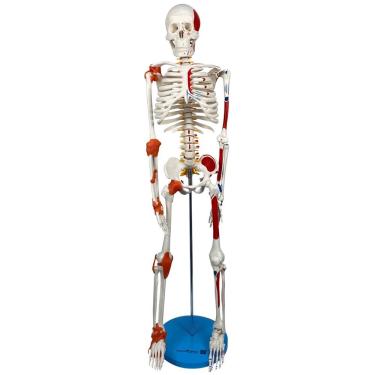 Imagem de Esqueleto 85 Cm Com Inserções Musculares, Ligamentos, Suporte E Base