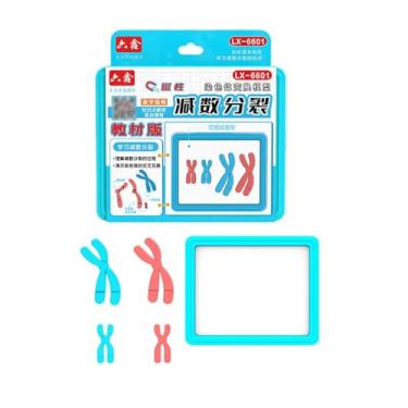 Imagem de Yunhgft Kit de Modelo de Mudança Cromossômica de Meiose, Conjunto de Modelo Biológico, Ferramenta de Ensino Portátil E Reutilizável para