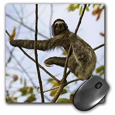 Imagem de 3dRose LLC Mouse pad 20,3 x 20,3 x 0,63 cm, bicho-preguiça de três dedos Bradypus Variegatus (mp_10379_1)
