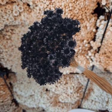 Imagem de Flores Sempre Viva Secas Bege – Buquê Natural para Decoração e Arranjos (Preta,5 buquês (1.000 florzinhas))