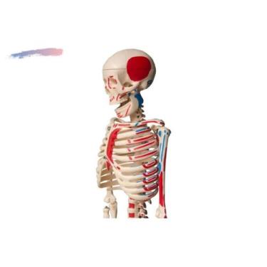 Imagem de Esqueleto Humano Articulado com Origens e Inserções Musculares + Supor