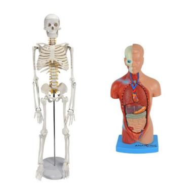 Imagem de Esqueleto 85 cm + torso 28 cm 14 partes - DUMONT SIMULADORES