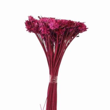 Imagem de Cebolão Pink Desidratado - Pense Flores
