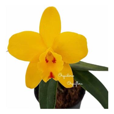 Imagem de Orquídea Mini Cattleya Sc. Beaufort 'luna Rousse' Planta