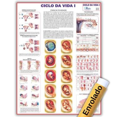 Imagem de Mapa Ciclo da Vida 1 - 120 X 90 Cm - Enfermagem - Medicina - Enrolado 
