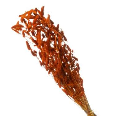 Imagem de Buque de Flor seca  Desidratada Rabo de Coelho Gato - Pratico Desidrat