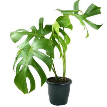 Imagem de 1 Costela De Adão Monstera Natural Deliciosa Pote 17 - INSPIRA FLORA