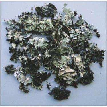 Imagem de Musgo Preto Pc 2 Lts Para Decoração - Pense Flores