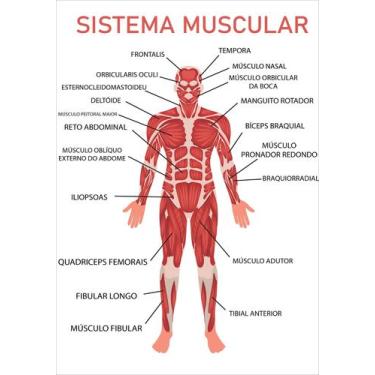 Imagem de Banner Educativo em Lona Sistema Muscular 70x55 cm - Core Decore