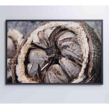 Imagem de Quadro Castanha Do Pará Amazônia 60x40 Cm Vidro Impresso