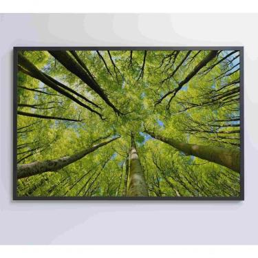 Imagem de Quadro árvores 60x40 Cm Adesivo Fotográfico