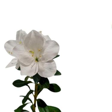 Imagem de Muda Azaleia Flor Ornamental Para Varanda Jardim variedades Planta Natural Decoração