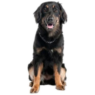 Imagem de Tapete Para Pets Lavável Em Oferta 4 Un M 60X80 Cm - Shelby Moda Pet