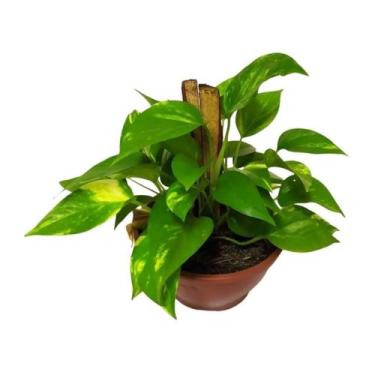 Imagem de Muda Da Planta Jibóia 40cm Com Cuia P/ Decoração Interna - Velling Hol