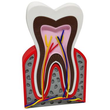 Imagem de Dente Anatômico 3d Dental Modelo Dentário Anatomia Raiz