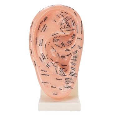 Imagem de Dioche Modelo de Ponto de Acupuntura Auricular, Ferramenta Educacional Profissional Com Etiquetas Transparentes para Escolas de Ensino de Massagem e Salões de Beleza Material ABS
