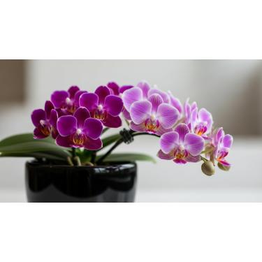 Imagem de 20 Sementes de Orquídea Mini – Flores Raras e Sofisticadas