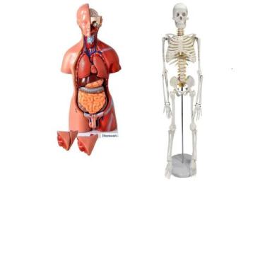 Imagem de Kit com Torso humano de 45 cm Bissexual com abertura nas Costas e Esqu