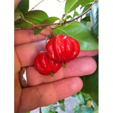 Imagem de Muda Da Pitanga Gigante Vermelha-Produz em Vaso - no-brand, M-tubetão 