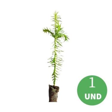 Imagem de Muda de Araucária (Araucaria angustifolia )PINHÃO - no-brand