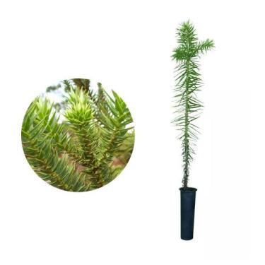 Imagem de Muda de Araucaria 20 a 40cm AMK - Plantas Online - AMK Jardinagem e Pa