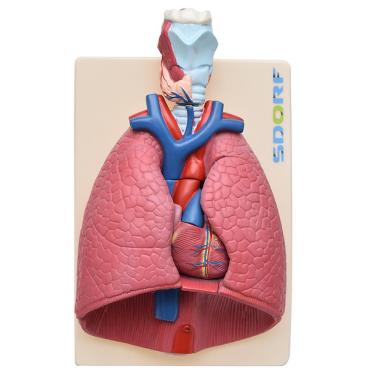 Imagem de Sistema Respiratório em Prancha 7 Partes Anatomia