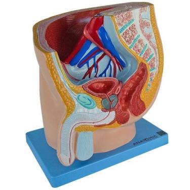 Imagem de Pelve Masculina em Corte Mediano - ANATOMIC