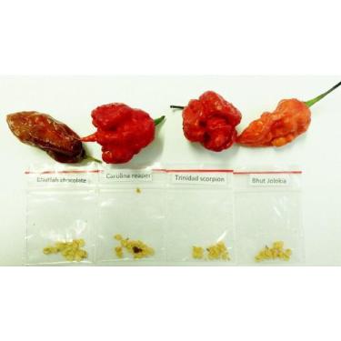 Imagem de Kit Sementes Nucleares, 10 Bhutlah Chocolate, 10 Carolina Reaper, 10 T