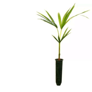 Imagem de Muda de Palmito Jussara (Euterpe edulis) 50 a 80cm – planta nativa, cultivo agroflorestal, ornamental, sombreamento, sustentável, biodiversidade e reflorestamento