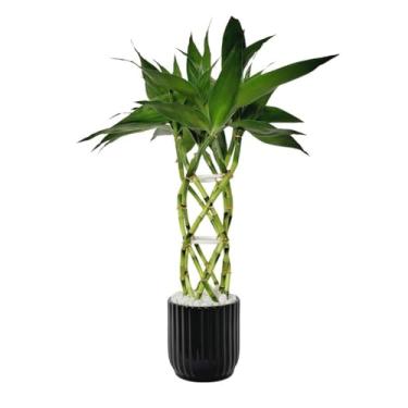 Imagem de Vaso Cerâmica Outono 13x13x12,5 cm –Plantas, Flores, Cactos e Suculentas, Moderno e Sofisticado