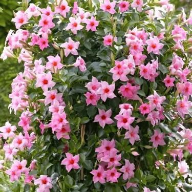 Imagem de Muda De Dipladenia Mandevilla Norte E Nordeste Ver Descriçã0 - Galpao 