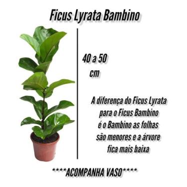 Imagem de Plantas Naturais Ficus Lyrata Bambino Decoração Casa Exótica