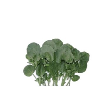 Imagem de Semente Hortaliça/Verdura/Especiaria monte seu kit personalizado - Alp