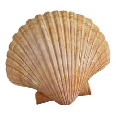 Imagem de Conchas Naturais (Casquinha de Siri) Pct Com 10 Unidades