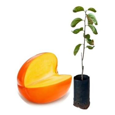 Imagem de Kit 2 Mudas - 1 Atemoia + 1 Caqui Fuyu - AMK - Jardinagem e Paisagismo