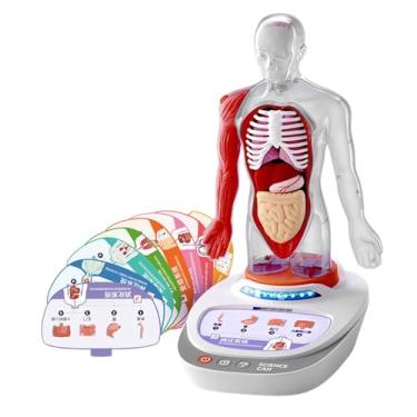 Imagem de Milageto Modelo de corpo humano para crianças, modelo montessori, ferramenta de ensino, material de ensino, kits de quebra-cabeça de corpo humano para classe