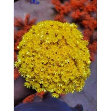 Imagem de Flores Sempre Viva Secas para Decoração – Kit 300 a 2100 Unidades Ideal para Festa Casamento e Arranjos (Amarelo,3 buquês)