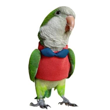 Imagem de Fantasia de pássaro, fralda, traje de avião, roupas de verão, cosplay para foto, acessório para papagaios, periquito, calopsita e animais pequenos (Caique, com fralda)