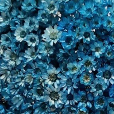 Imagem de 1000 Flores Sempre Vivas  COLORIDAS para casamentos e decoração - Viva